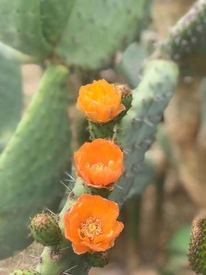 Blooming cactus