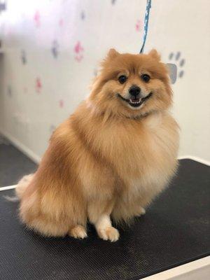 Pomeranian