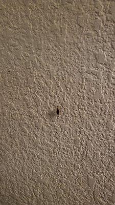 Roach on the wall in our room!