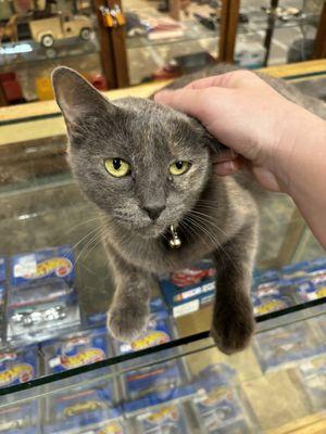 shop kitty