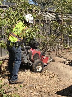 Tree stump grinding by New Vista Tree Service.