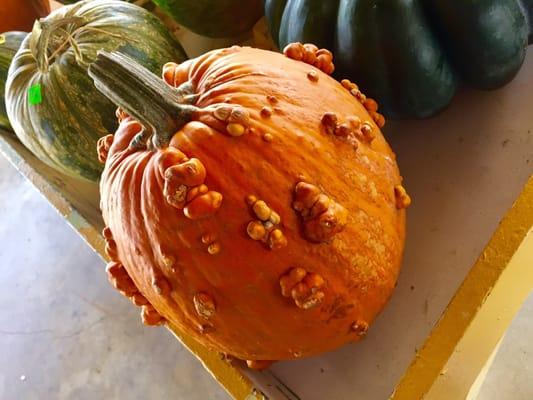 Knucklehead pumpkin!