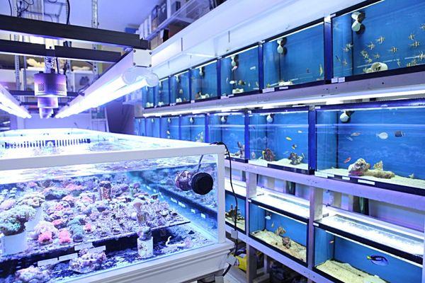 Reef Fish Section