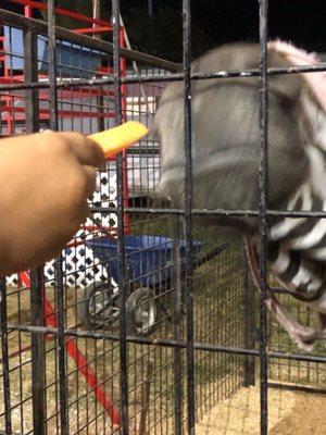 Feeding the zebras