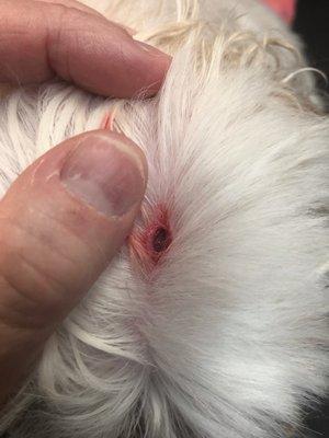 My dogs wound