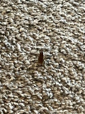 carpet roach