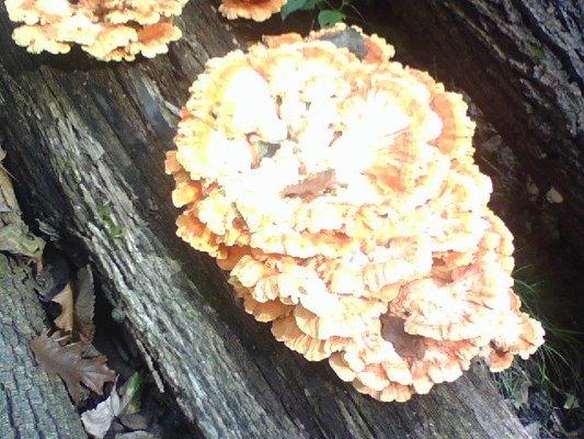 Fungus we found!