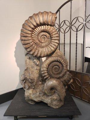 A large Ammonite fossil