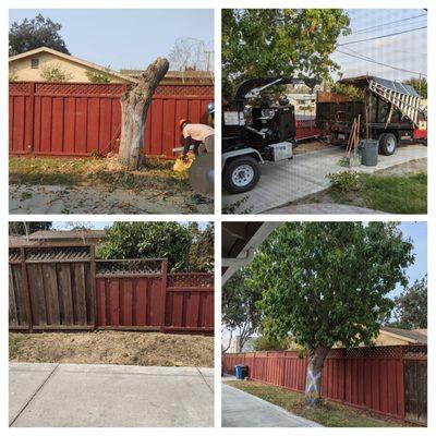 Before, during and after tree removal. My yard was left in the same shape it was before they started.