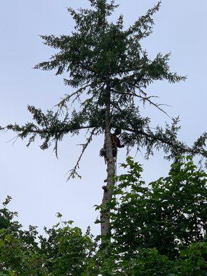 Preparing to top a large fir