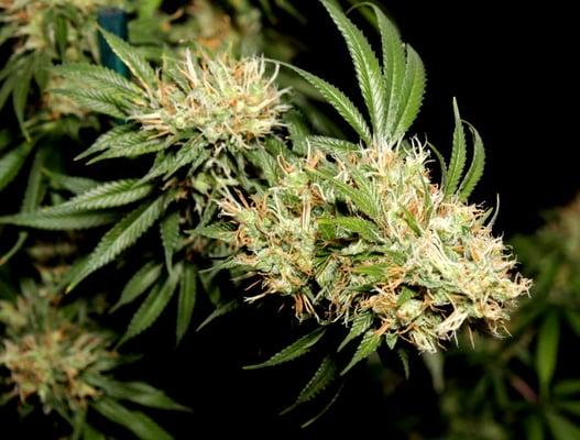 Denver Dispensaires Best Clones