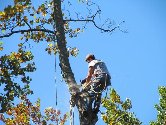 Lee's Tree Service