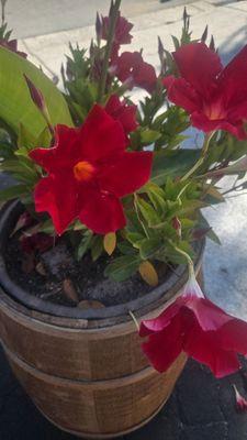 Pretty flowers next to the outside tables.