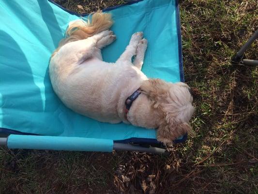 Sissy relaxing on our camping trip