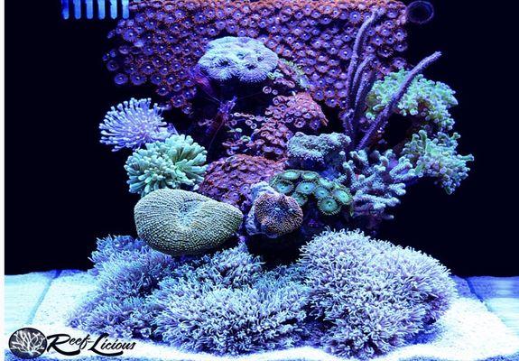 Professional Aquarium Maintenance,Installation & Service