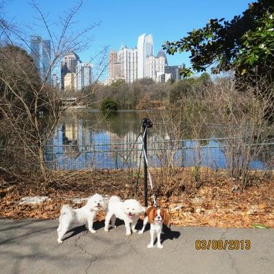 Piedmont Park via www.buckheaddogwalkers.com