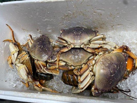 Dungeness crab