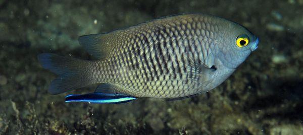 cleaner wrasse helping another customer