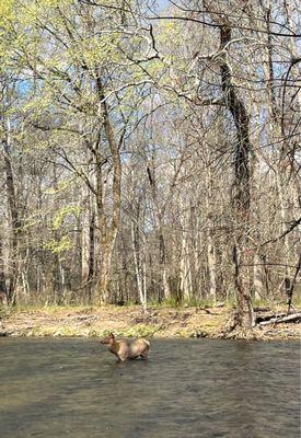 Elk cooking in pigeon river