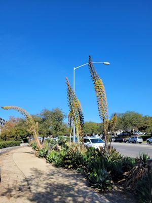 Qualcomm Pacific Center Campus