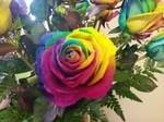 Rainbow rose - how cool!