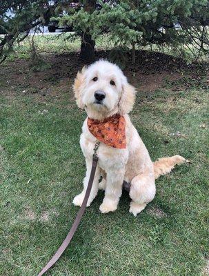 Dog sitting in front of tree