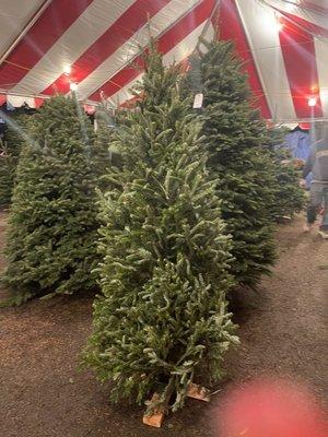 Franklin Hills Fraser Fir