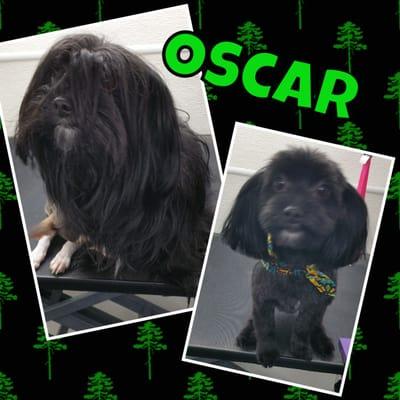 Before and after of sweet little Oscar