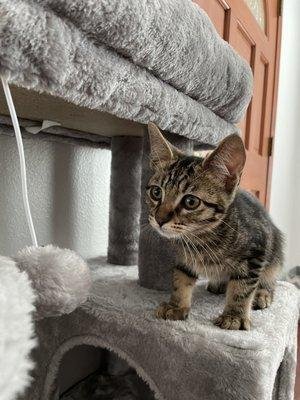 Scout and his new kitty condo