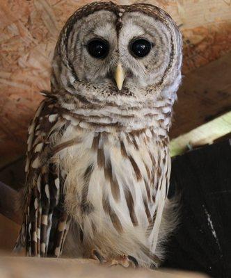 Tanglewood Nature Center