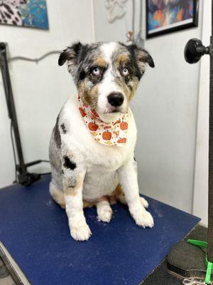 Australian shepherd full haircut