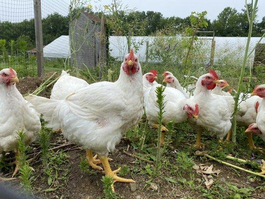 Organic meat chickens sold at the Country Store. Free range and happy