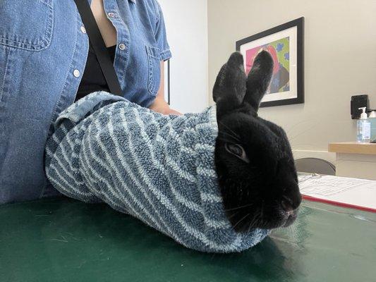 Mini Rex rabbit prepared for an oral exam