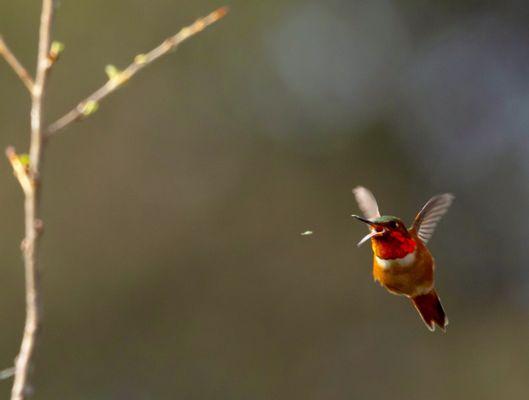 I also managed to capture this little Allen's Hummingbird going after a bug during the Great Backyard Bird Count! (Feb 2024)