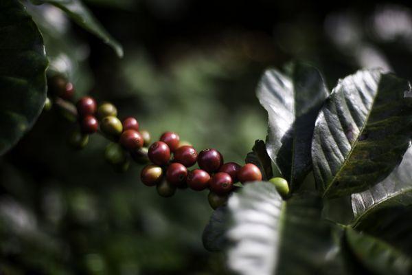 Coffee cherries ripening.