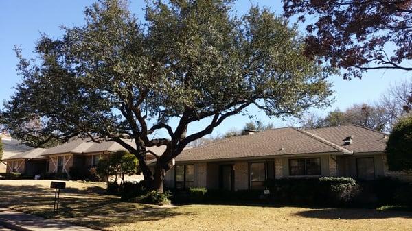 Tree is trimmed and healthy. We trim this tree every year for the past 10 yrs!