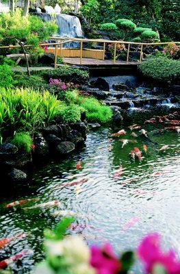 Pagoda Hotel - Garden and Koi Pond