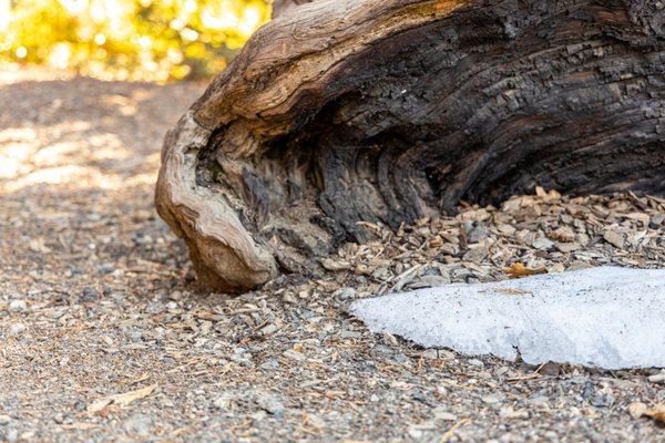 Kings Canyon National Park