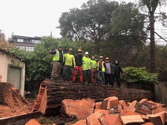 Cut down tree with experienced crew on top