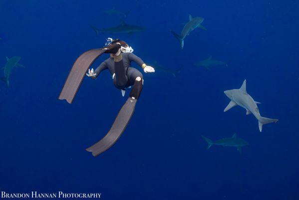 Swimming into the deep blue surrounded by sharks... and feeling at peace