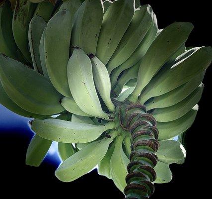 Apple Banana shot in Puna Palisades.