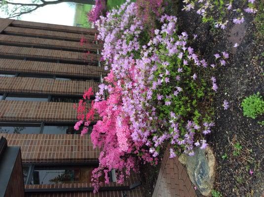 Our Mini Augusta at the front door of our office.  So beautiful.