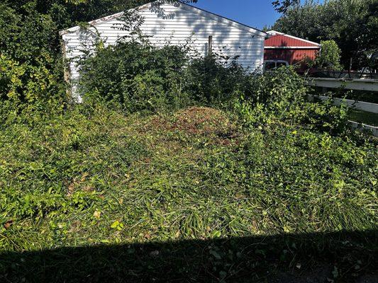 They removed another 100 year old tree 10 stump. And did not complain that I have all these weeds. Not a word.