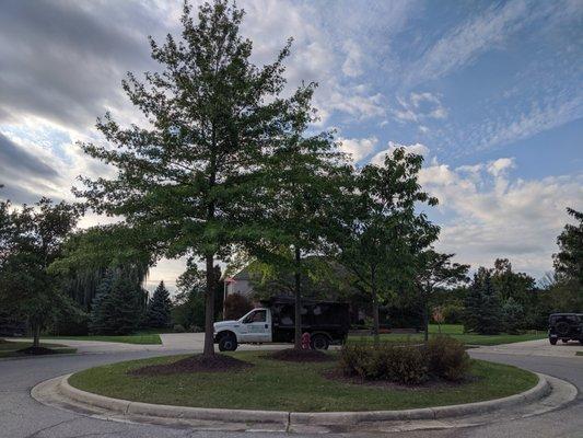 Cut and Raised boulevard trees