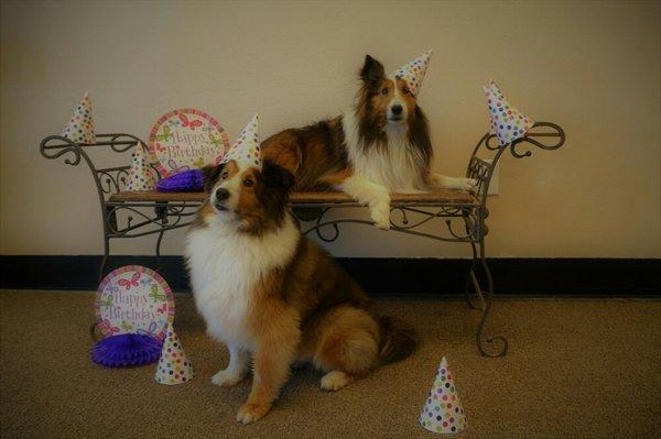 Brutus & Tytus had their NINTH Birthday at the Resort on August 18th, 2017.  We all had fun taking pictures of the dogs in party hats.