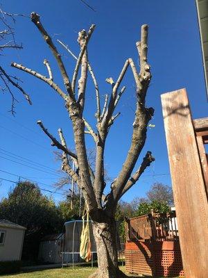 After tree trimming , looks nice and healthy!