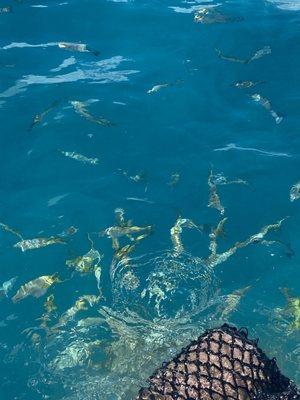 Ball of fish behind the boat