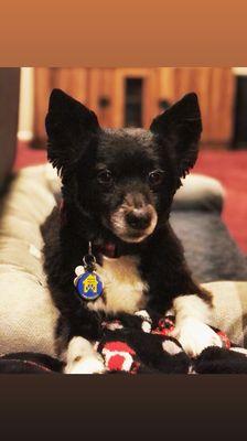 Our dapper Coco-Watson :) after his fresh hair cut and wash.