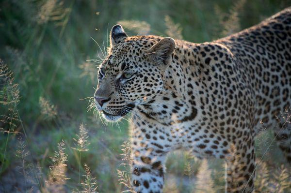 Leopard in the morning light