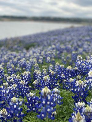 March 20, 2024 Bluebonnets  at Muleshoe Bend